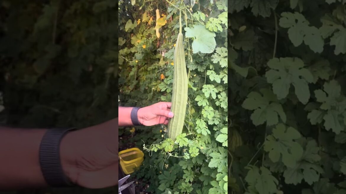 Backyard Harvest Secrets Exposed!