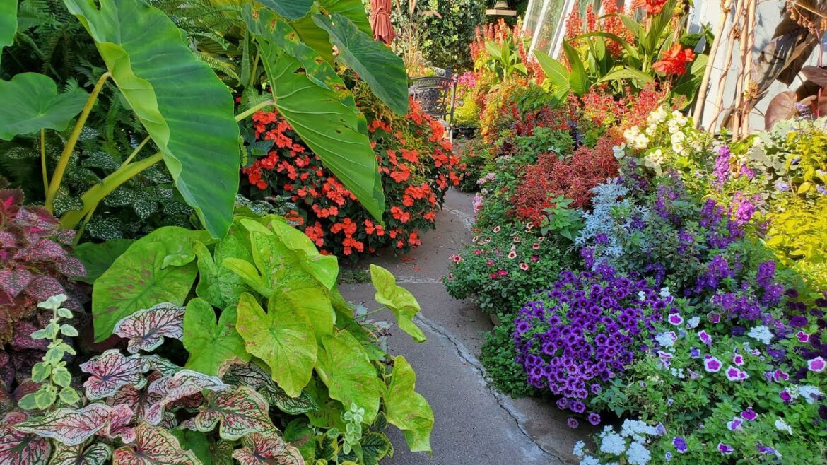 This is October in Minnesota?? Full Container Garden Tour, Zone 5a This is October in Minnesota?? Full Container Garden Tour, Zone 5a