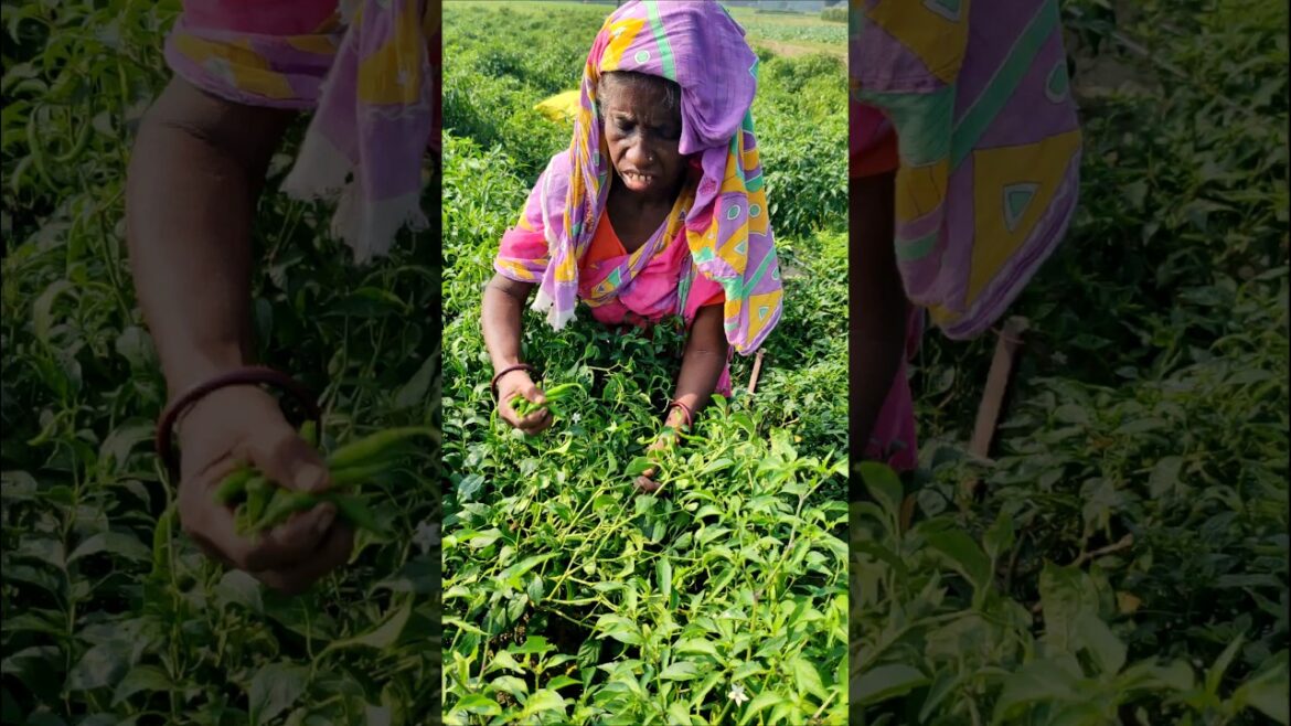 Farmer Grandma Harvests Spicy Green Chillies for Market 🌶️ #shorts