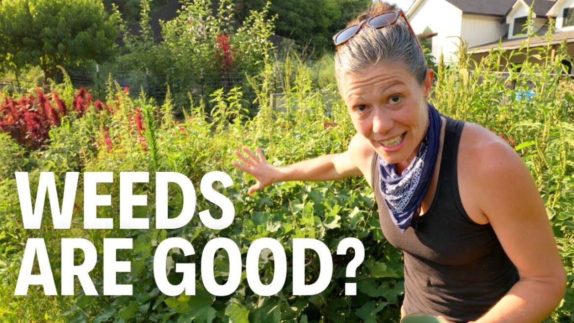 Weeds Are the Answer to Your Garden Problems