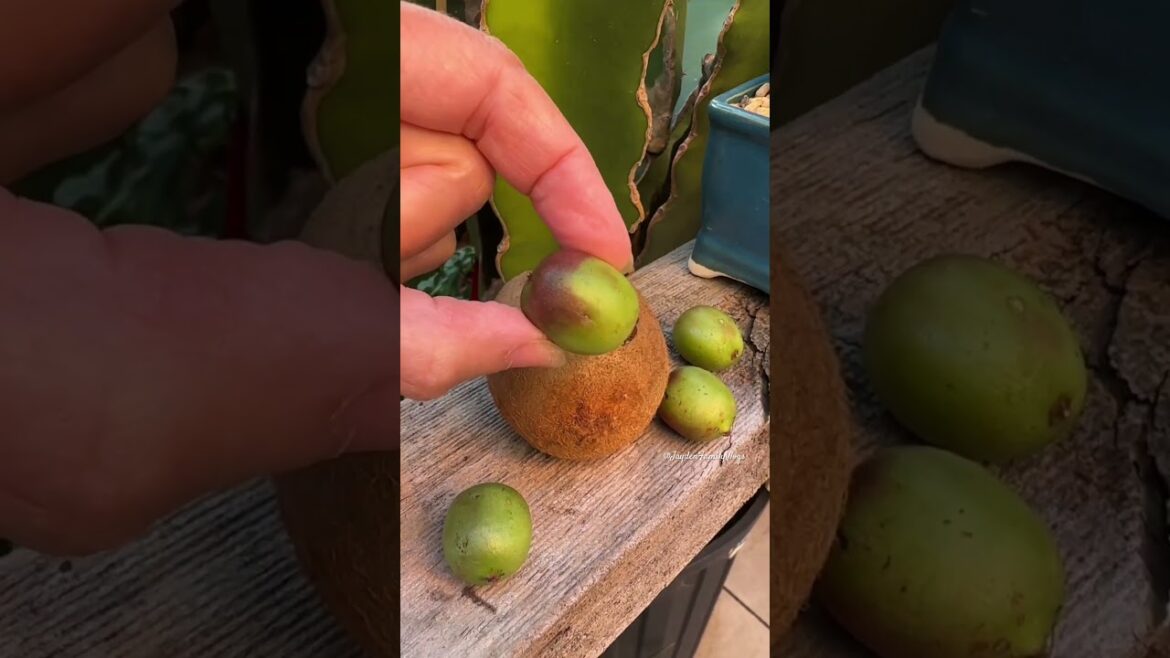 Fruit Cutting KiWi Berries 😱 #shorts #fruit #satisfying #garden #enjoy
