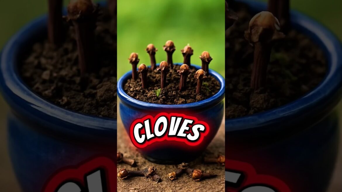 How to Grow Cloves at Home GardeningTips #Cloves #HomeGarden #foryou  #PotGardening #fyp #shorts