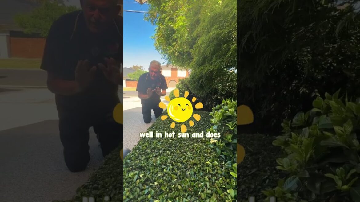 Asiatic Jasmine is the Perfect Groundcover for Under a Tree. Asiatic Jasmine is the Perfect Groundcover for Under a Tree.