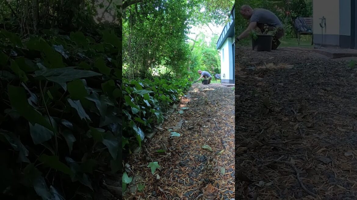 Satisfying Frontyard Clean Up