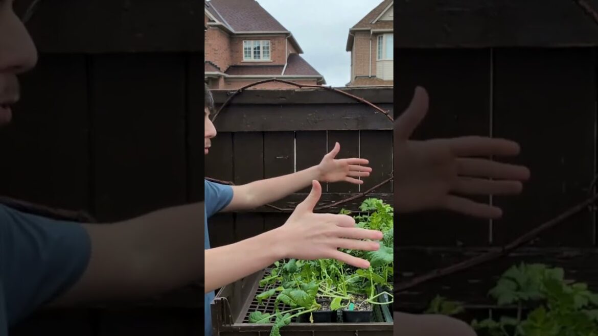 Day 1 of Hardening Off Process for Seedlings