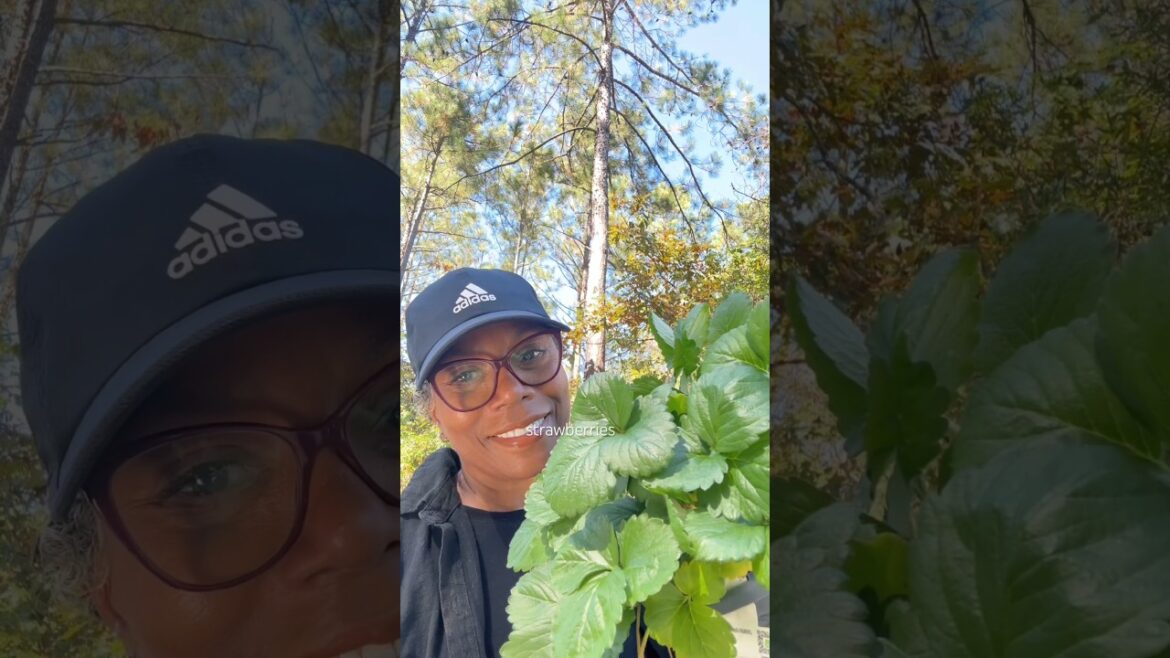 Plant Strawberries In October