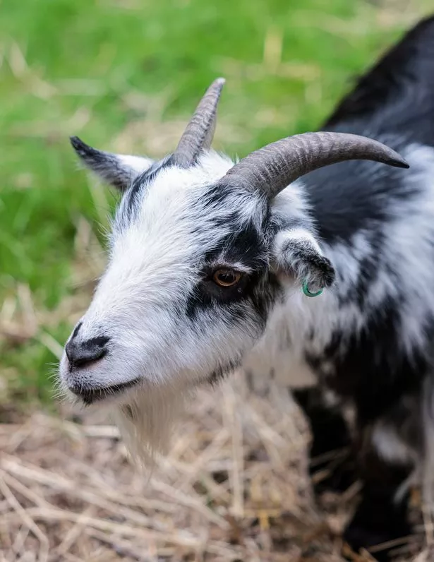 One of the goats, waiting impatiently for its next snack. 