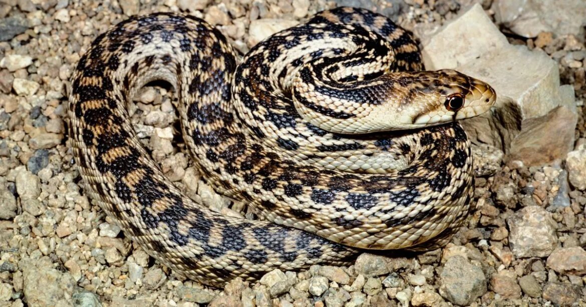 Gardeners told they ‘have to reconsider’ using nets after shocking discovery Daily Record