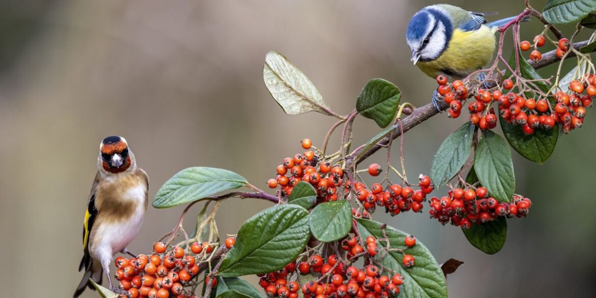Transform your garden into a winter bird haven with 5 ‘indispensable’ plants Transform your garden into a winter bird haven with 5 'indispensable' plants