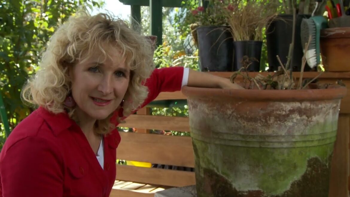 A Guide to Fixing Container Garden Problems | A Growing Passion