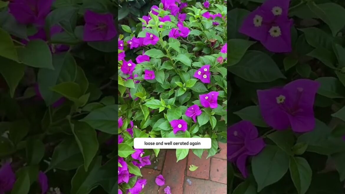 #terracegardenindia #gardendesign #gardening #lakshivgardening #gardenlandscaping #gardeningadvice #terracegardenindia #gardendesign #gardening #lakshivgardening #gardenlandscaping #gardeningadvice