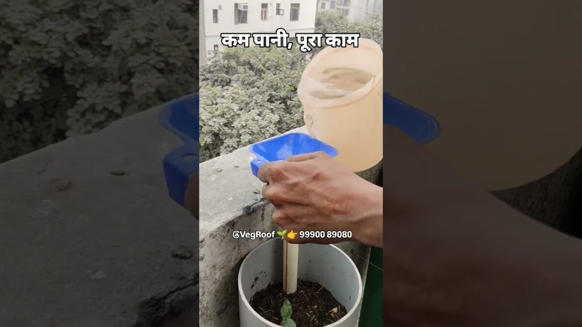 Watering – Vertical vegetable garden setup, vegetable towers, gardening tips tricks Veg Roof 21 Watering - Vertical vegetable garden setup, vegetable towers, gardening tips tricks Veg Roof 21