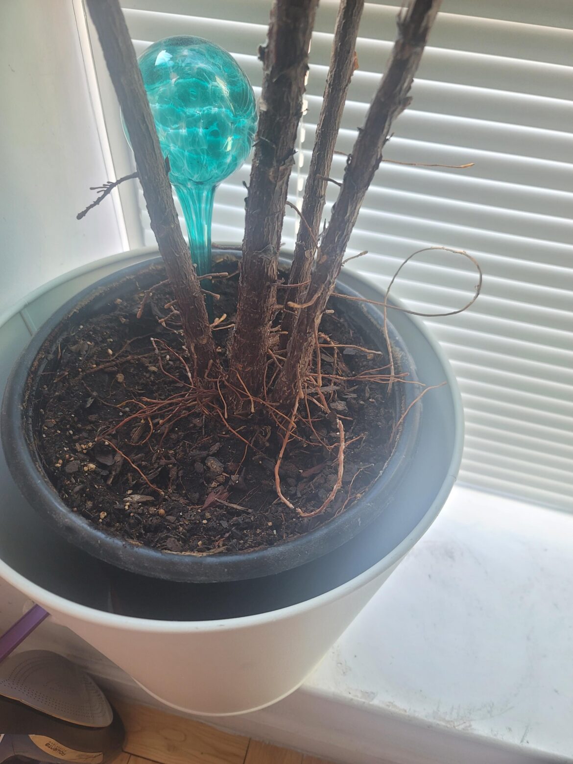 Help: should I repot into a bigger pot? Help: should I repot into a bigger pot?