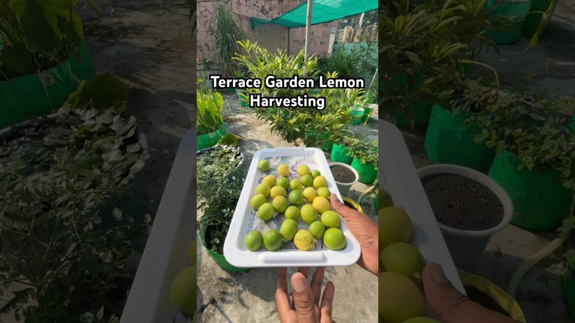 terrace garden lemon harvesting #gardening #lemon #harvesting  #organic