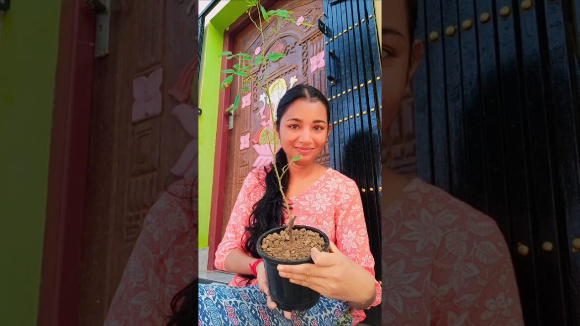 গোলাপ গাছের যত্ন#plants  #gardening#gardeningtips