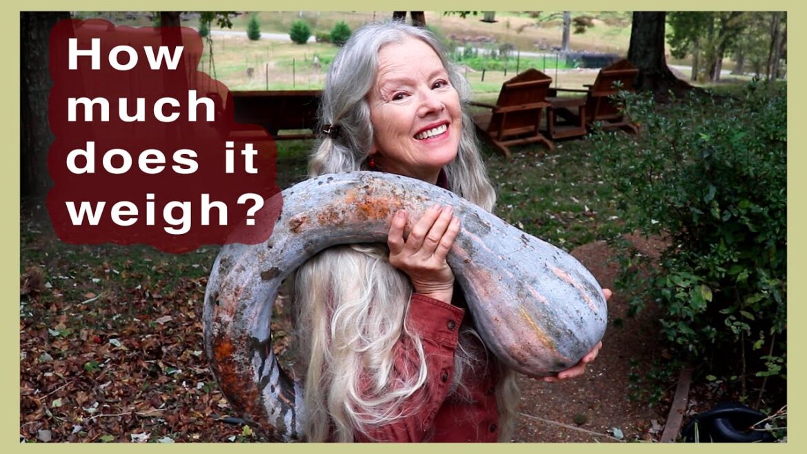 Kaye Kittrell: Harvest and Weigh my BIG SQUASH before the rain! Harvest and Weigh my BIG SQUASH before the rain!