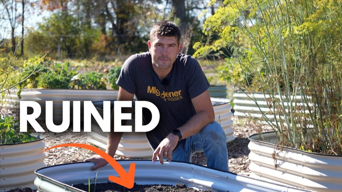 MIgardener: This Will Probably Ruin Our Garlic Harvest. This Will Probably Ruin Our Garlic Harvest.