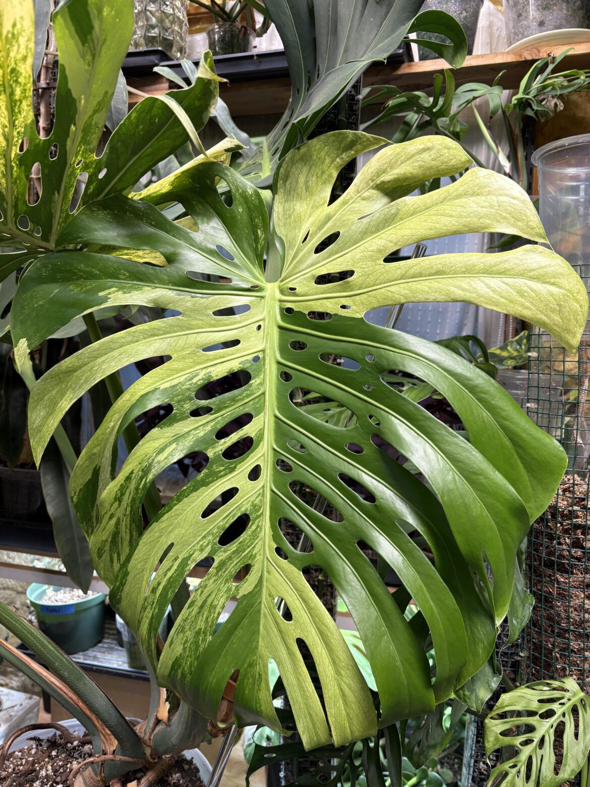 New leaf alert