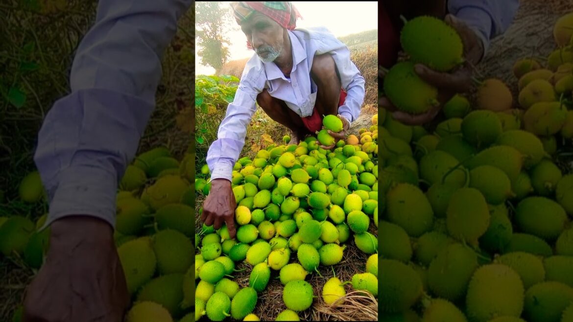 🌱 Fresh Spine Gourd Harvest | Organic Farm Life in Action #shorts