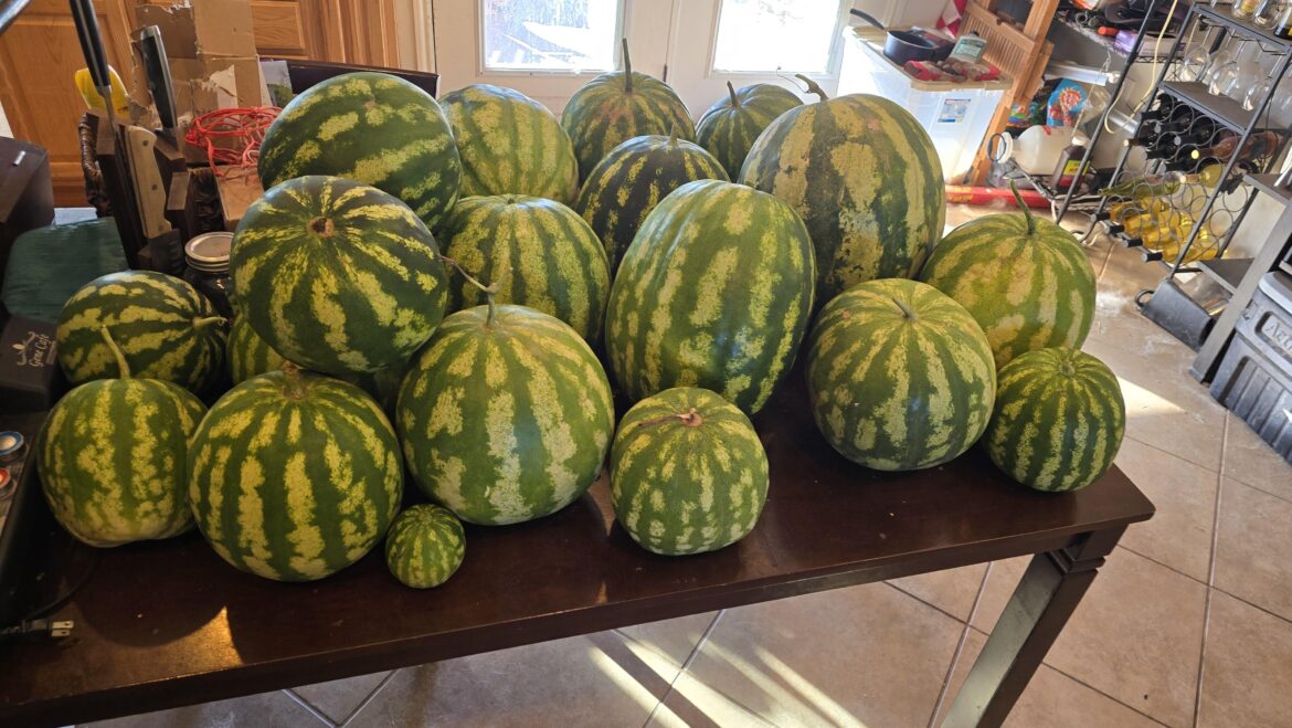 Watermelons did okay