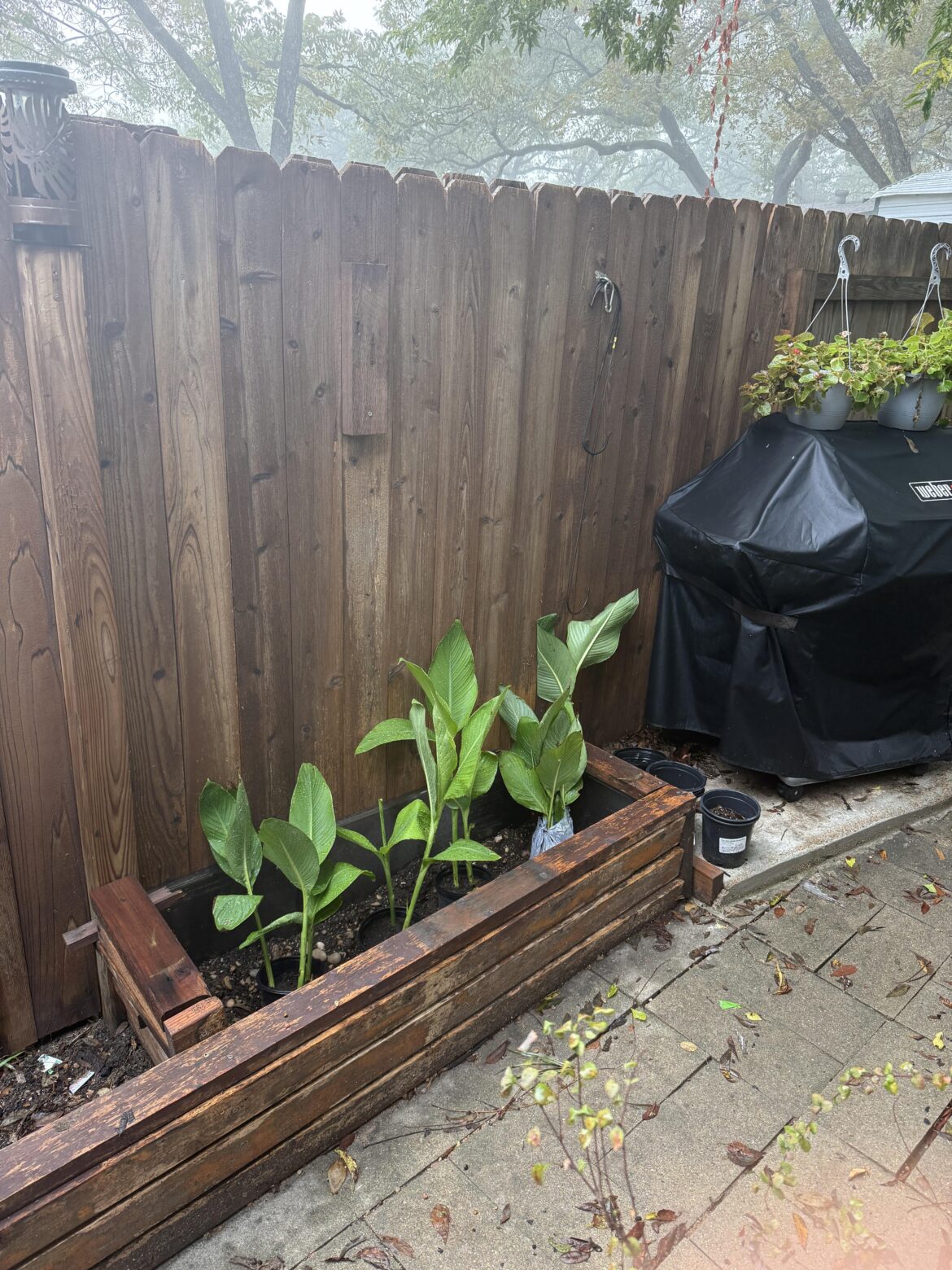 First time growing Canna Lillies