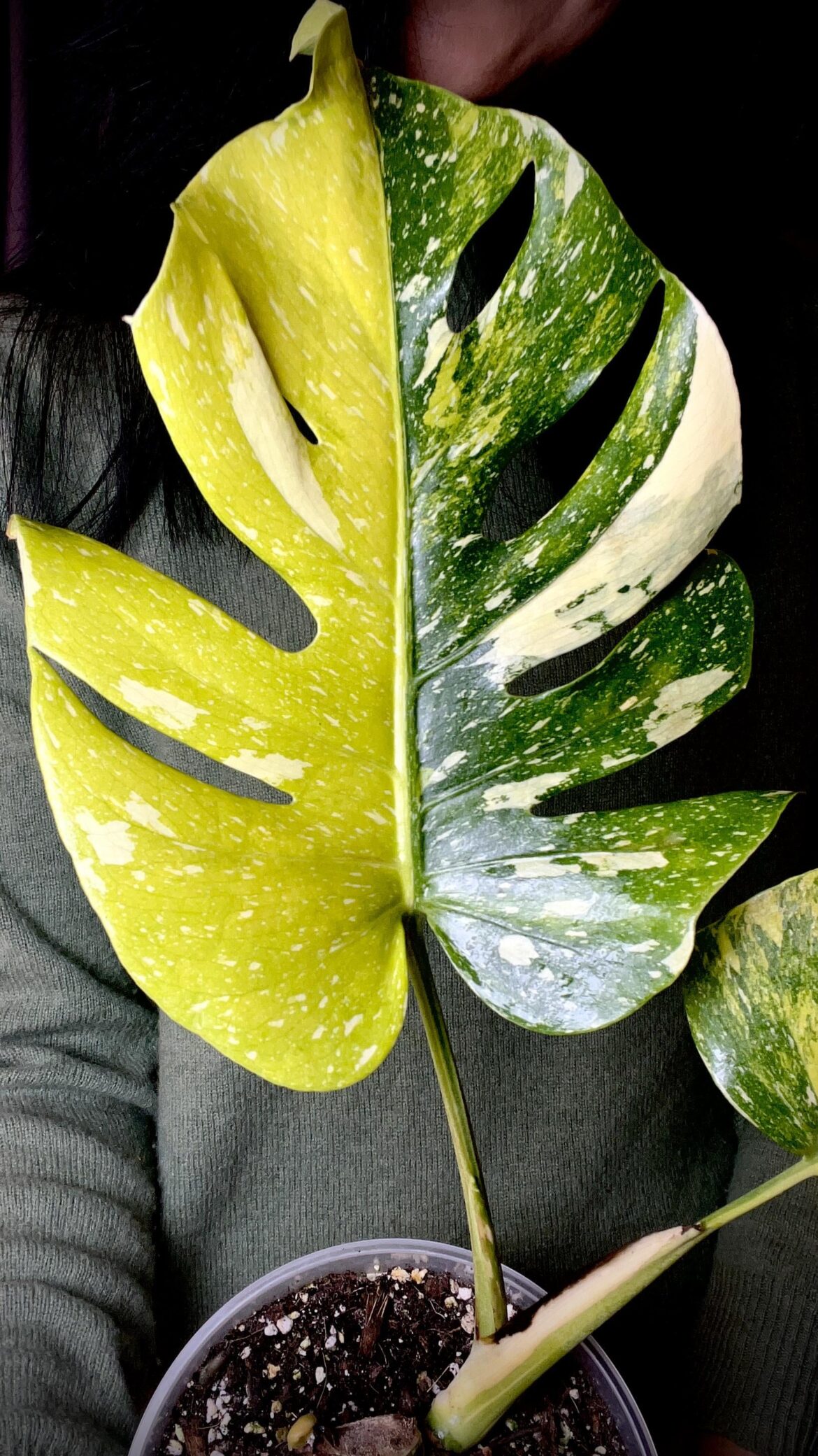 Hello everyone 🌿 New here from France — sharing one of my favorite variegated Monsteras 💛💚