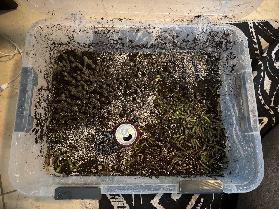 damn gutter overflowed into my open seedling box