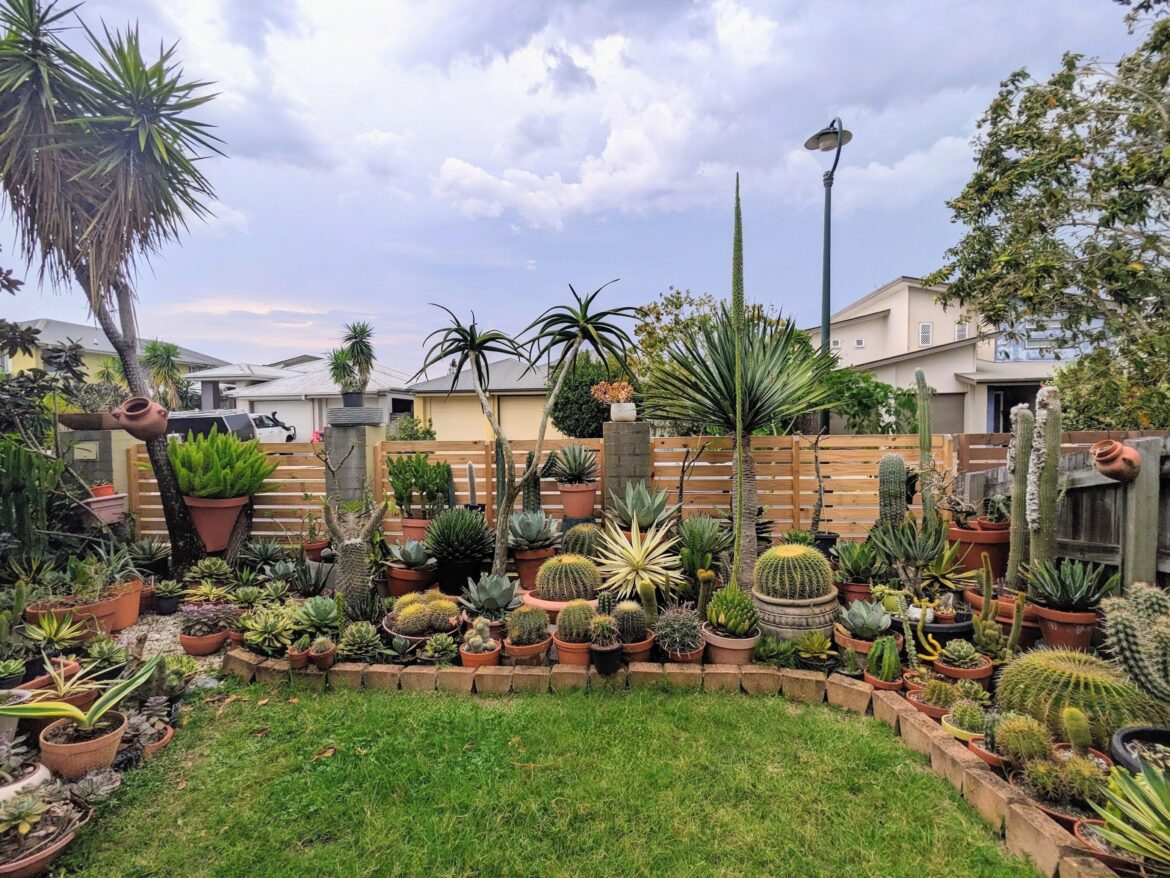 Wider view of my succulent garden