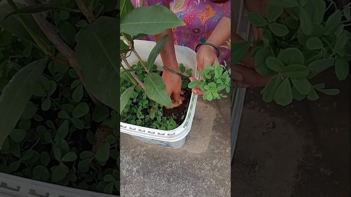 methi ki bhaji ЁЯМ┐#home#garden#kitchen#recipe#viral#trending#like#subscribe . methi ki bhaji ЁЯМ┐#home#garden#kitchen#recipe#viral#trending#like#subscribe .