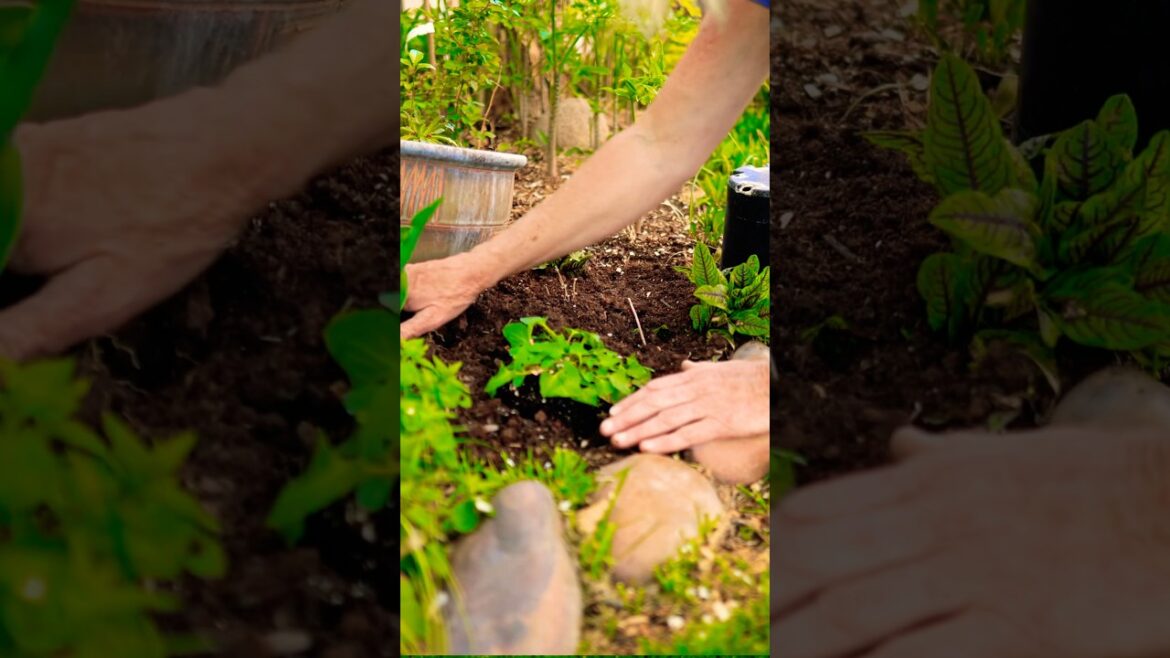 Perennial Vegetables for a Food Forest Garden