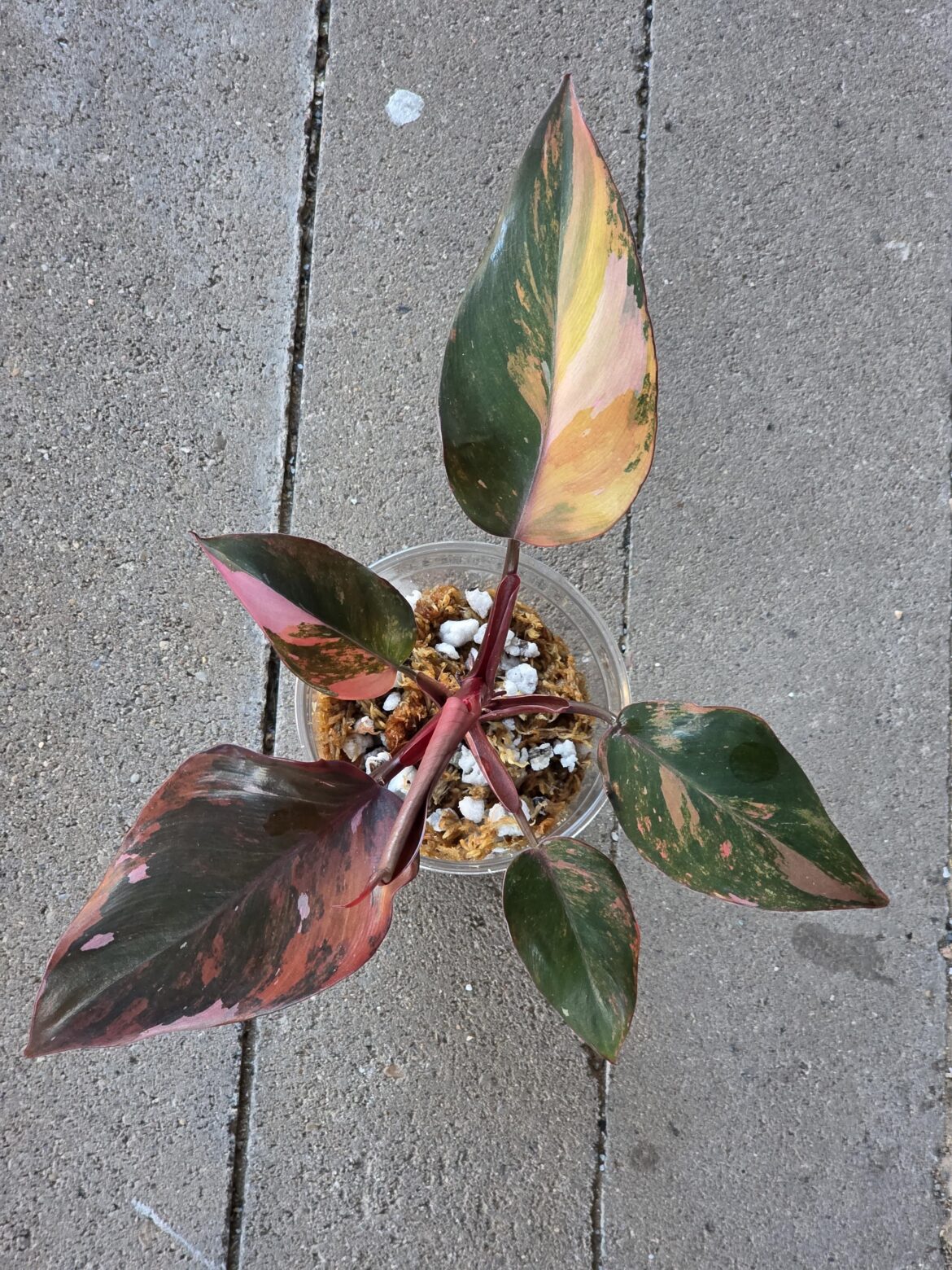 Sent a Fire Princess to a friend of mine today