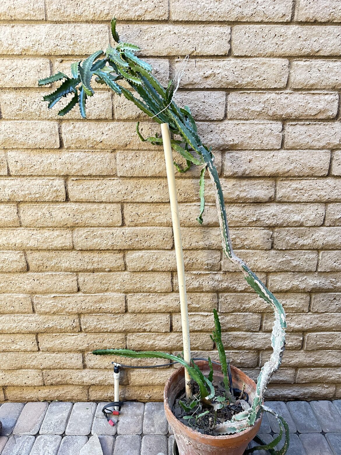 I thought this was a dragon fruit but they sent me here. Does anyone know what kind of Euphorbia this is? I want to take better care of it.