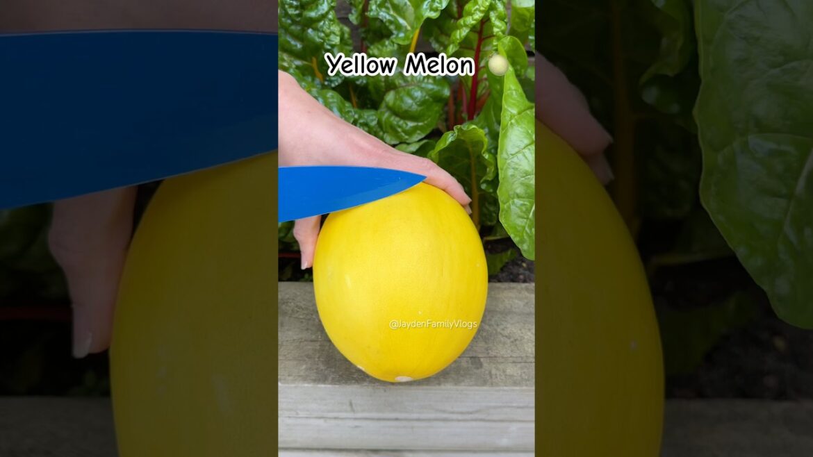 Fruit Cutting Melon 😱 #shorts #fruit #satisfying #garden #enjoy