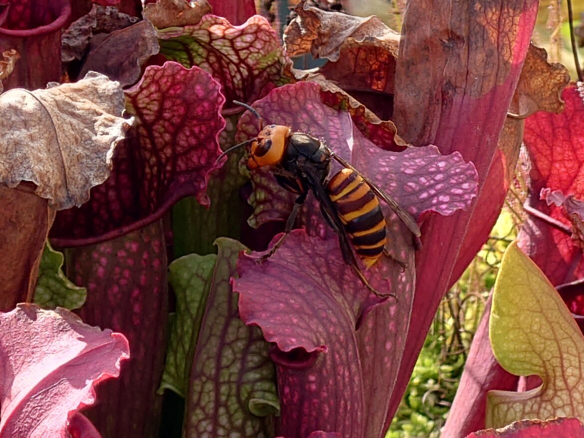 Giant hornets love Sarracenia nectar but never fall into trap
