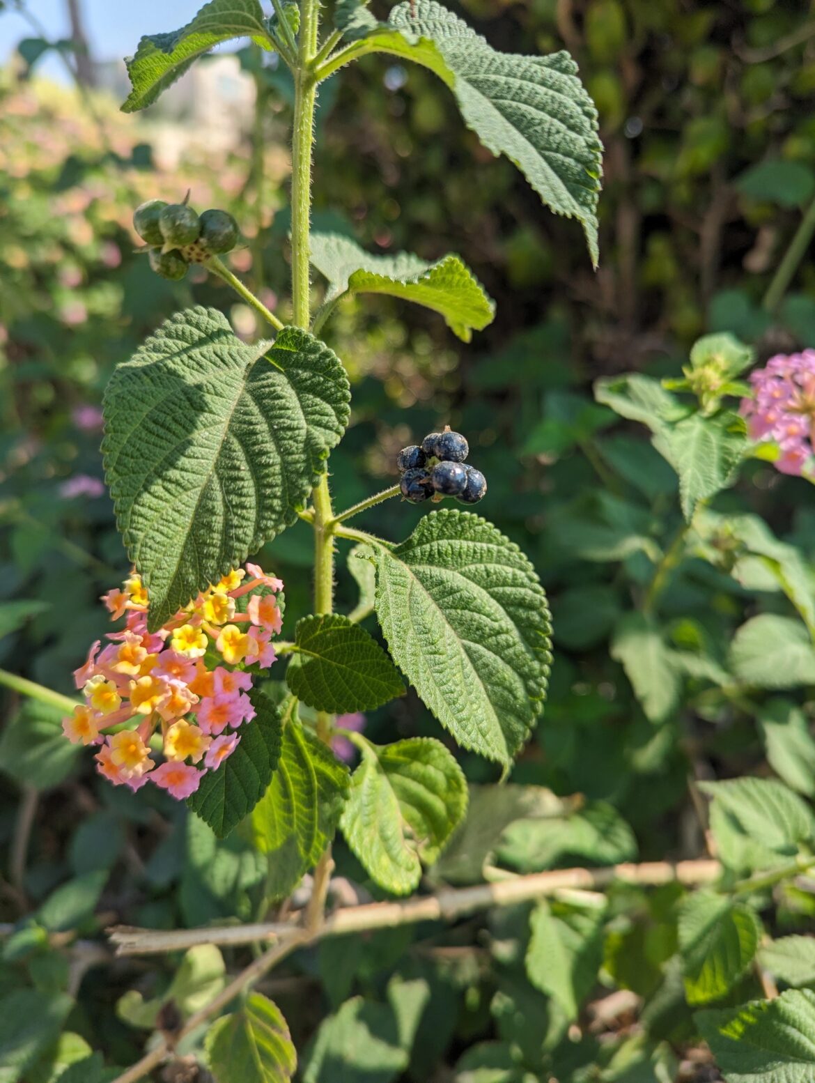 What is this plant? Are the berries edible?