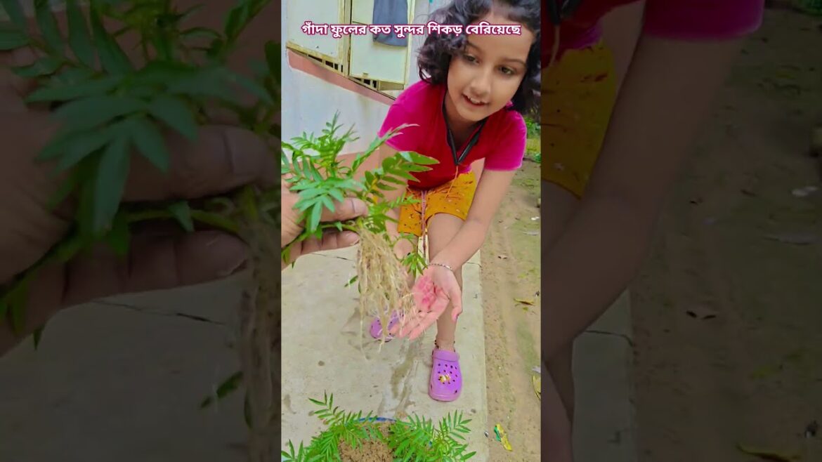 গাঁদা ফুলগাছের কত সুন্দর শিকড় বেরিয়েছে #garden #gardening #flowers #nursery  #UpdateGardening