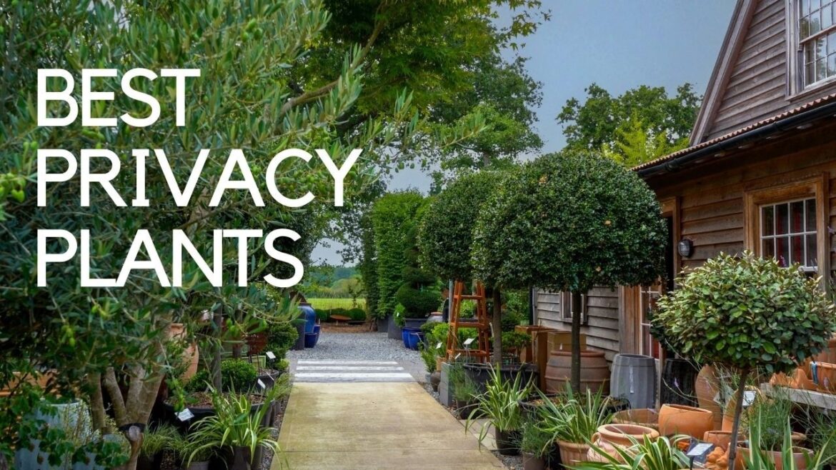 Garden screening plants - what works, what's new & how to choose