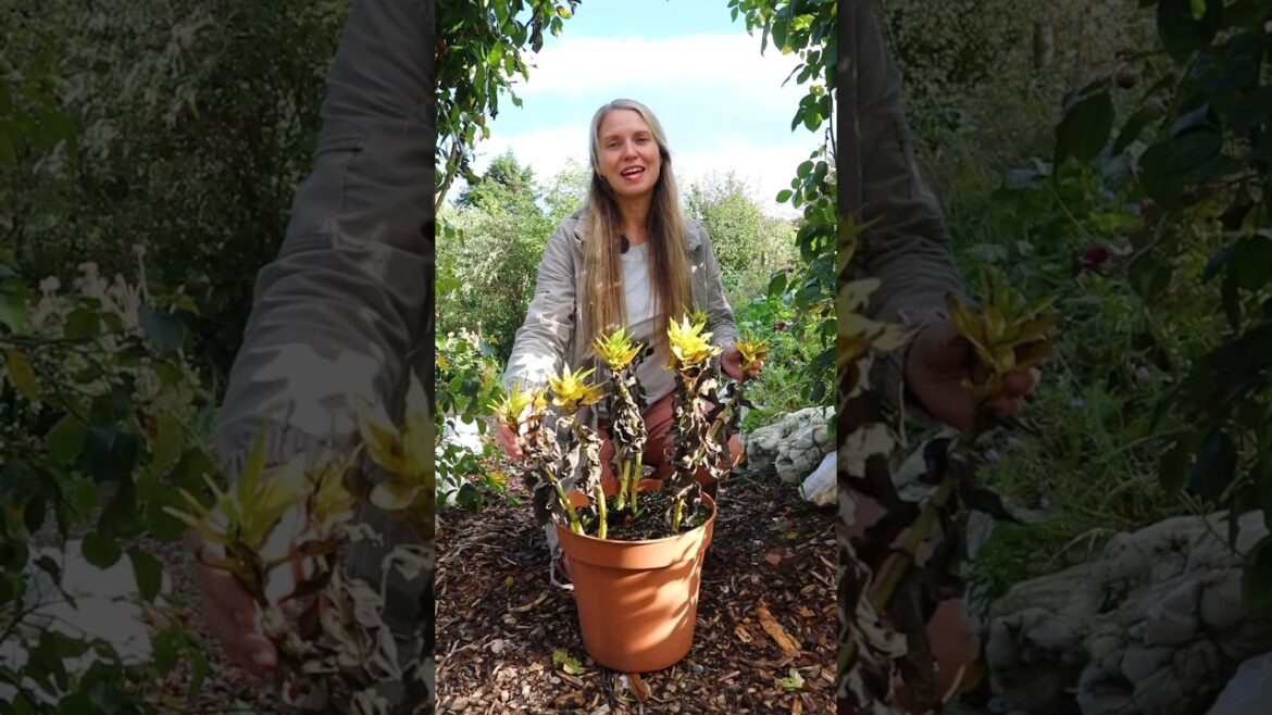 Growing Miniature Sunchokes #vegetablegarden  #gardening