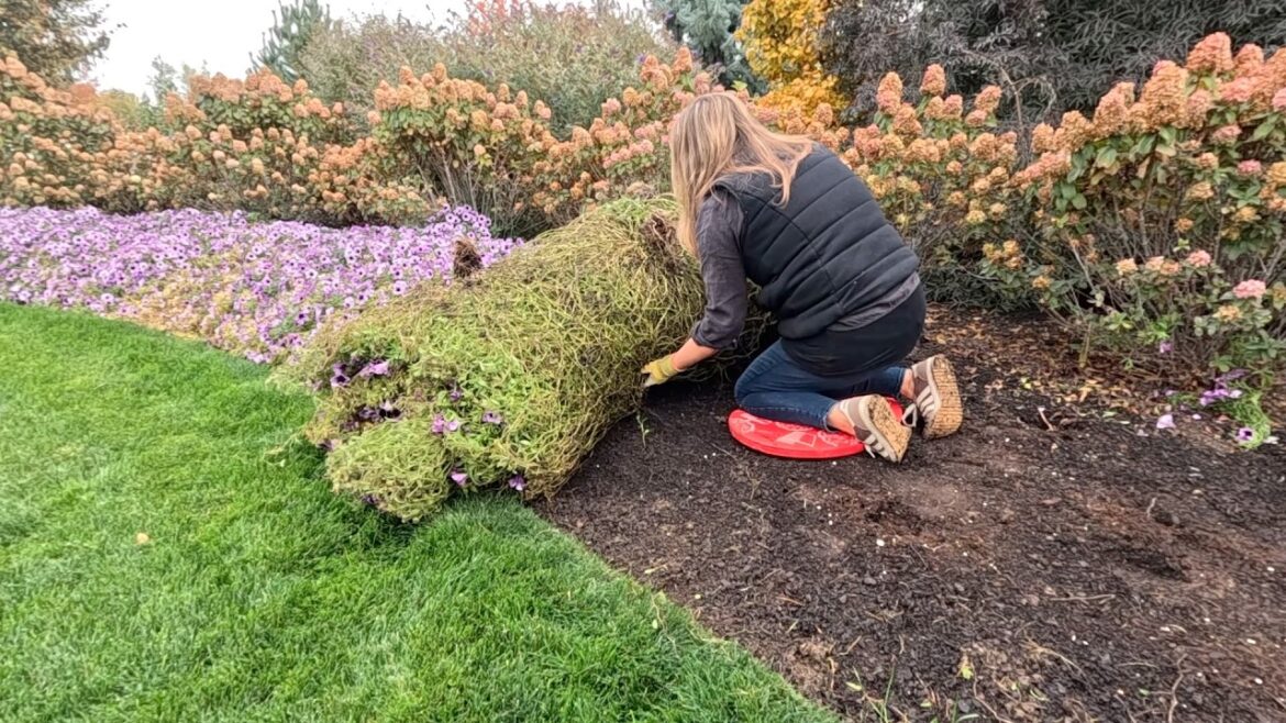 Garden Answer: Rolling Up Annuals, Planting a Boxwood Hedge & Vine Crop Removal! ๐ฅ๐๐ฟ Rolling Up Annuals, Planting a Boxwood Hedge & Vine Crop Removal! ๐ฅ๐๐ฟ