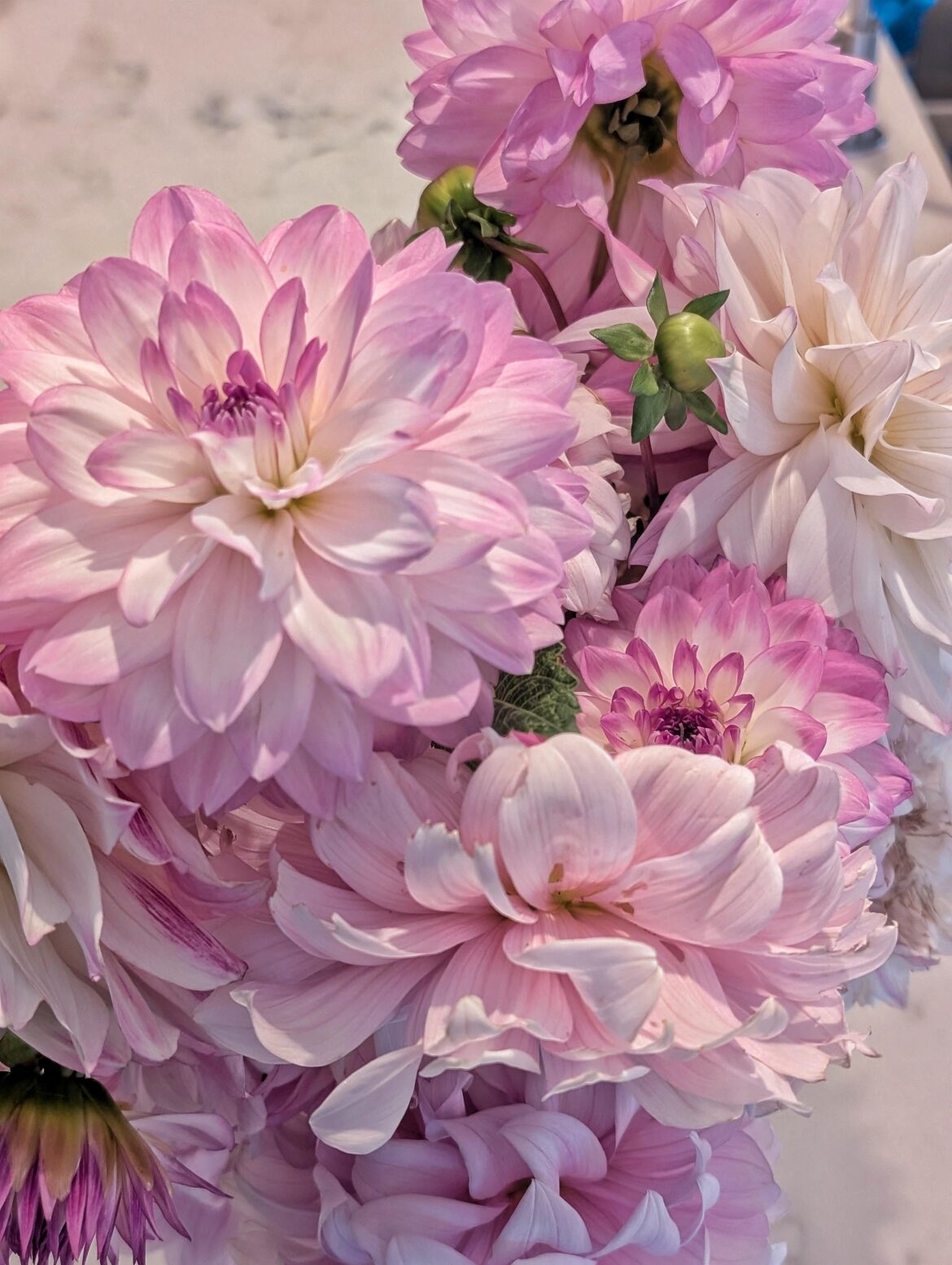 I don't know how to photograph (or arrange) a bouquet. I wish I did bc this looks pretty neat in real life.