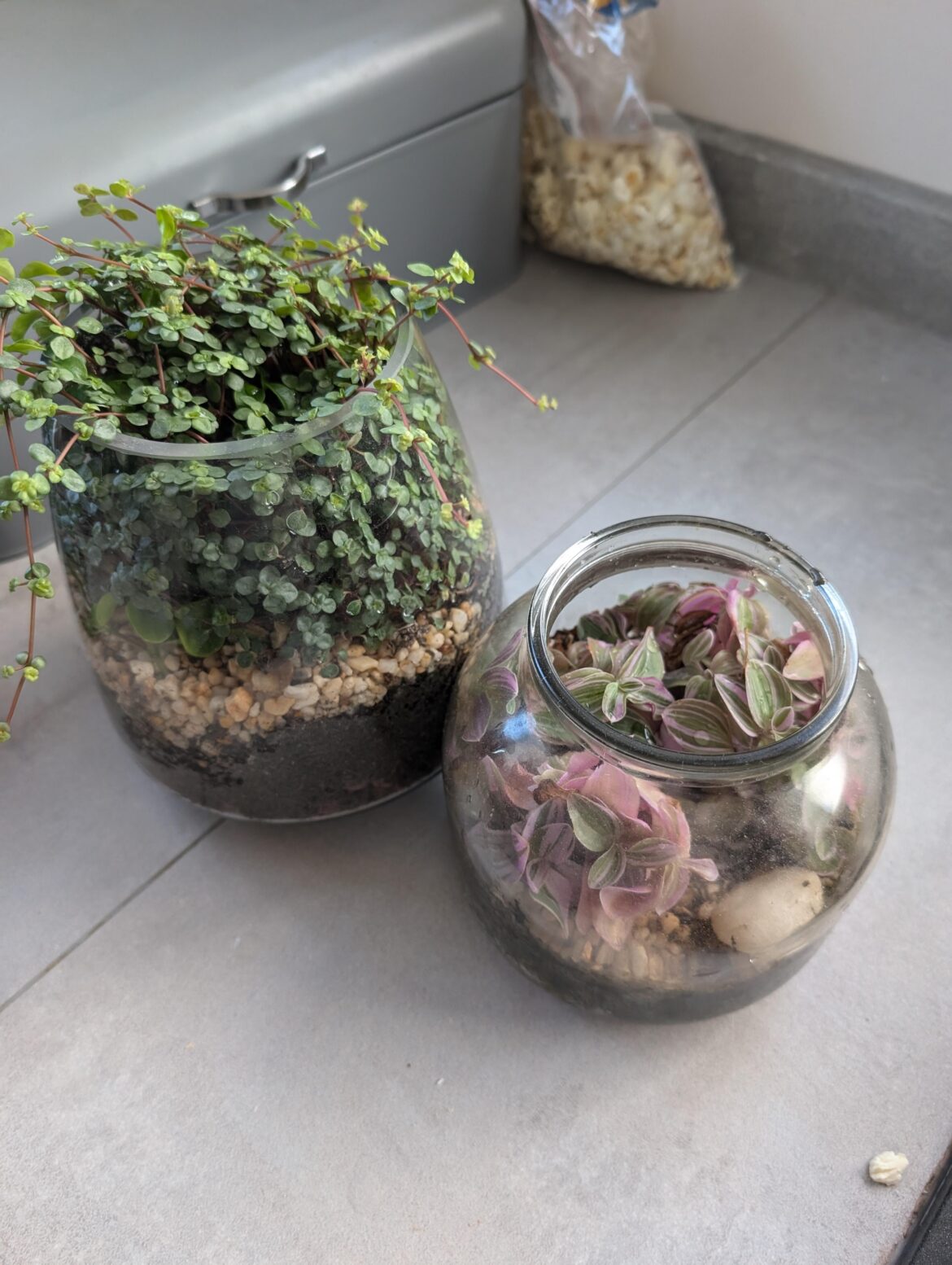 How often do you water and how much water