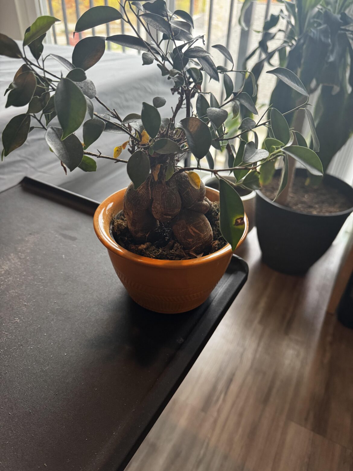 Found this plant near the trash