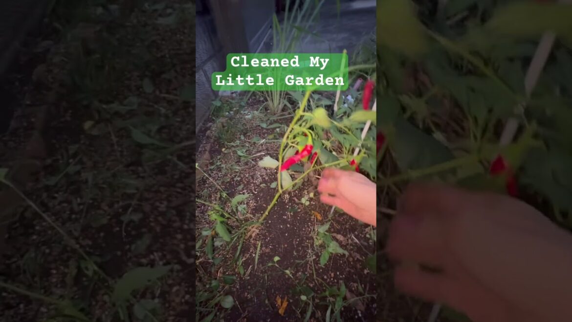 Backyard Garden #Enjoygardening #shortvideo #littlgardenjapan