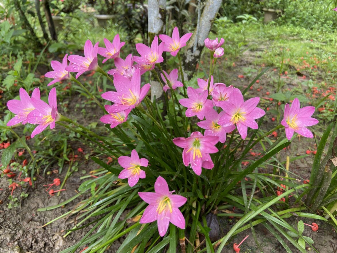 Do you love Rain Lilies? 😍