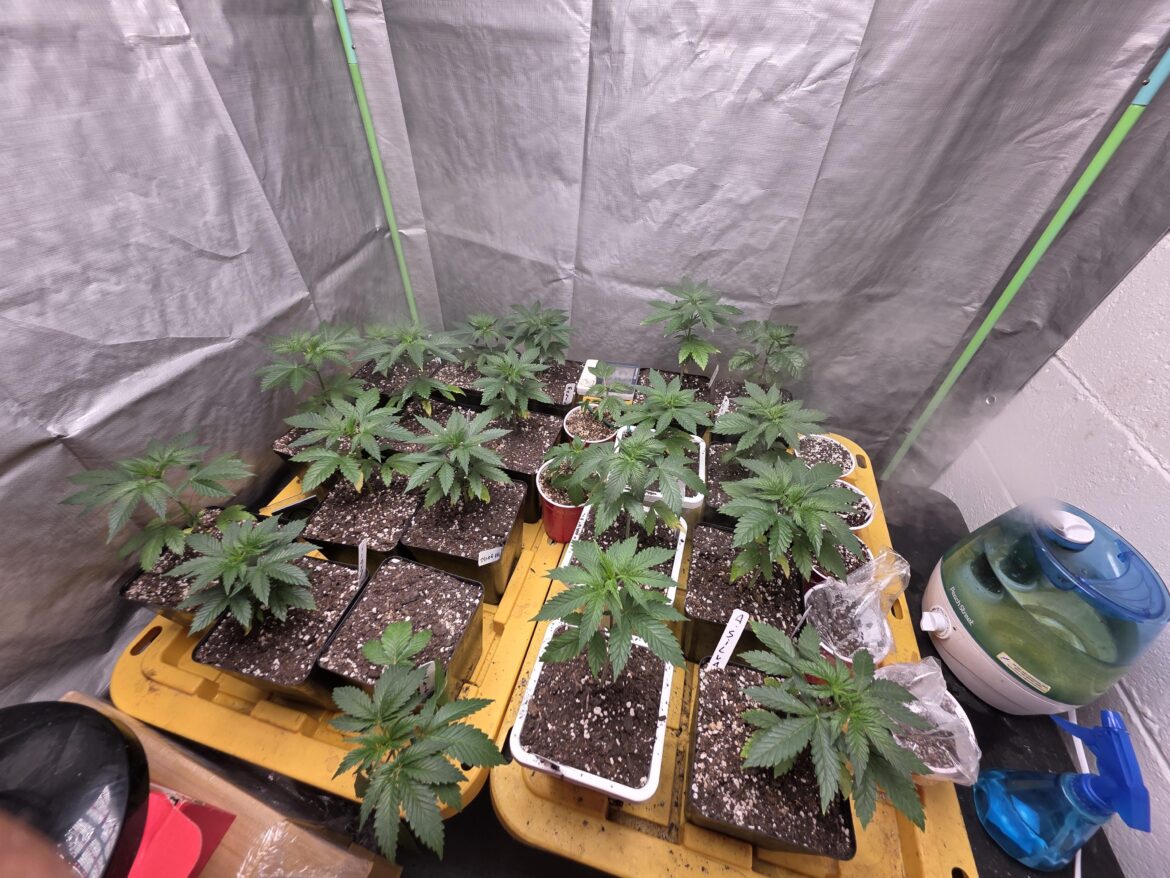 Few different strains