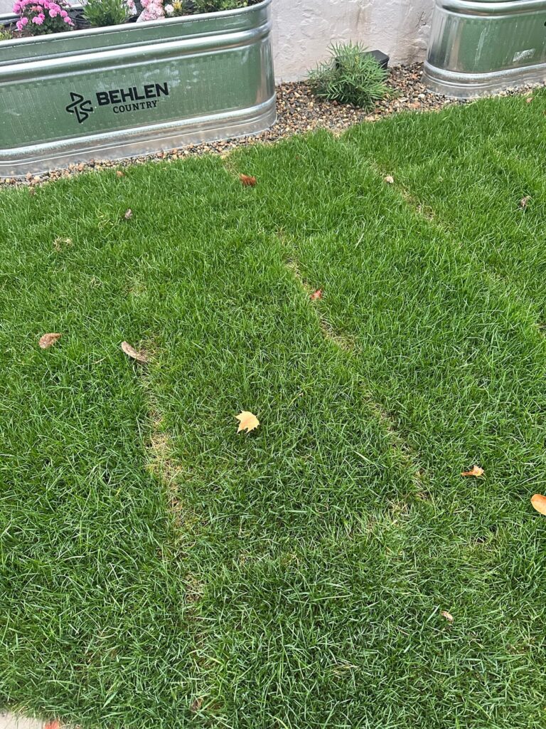 Worried about bee sod. Worried about bee sod.