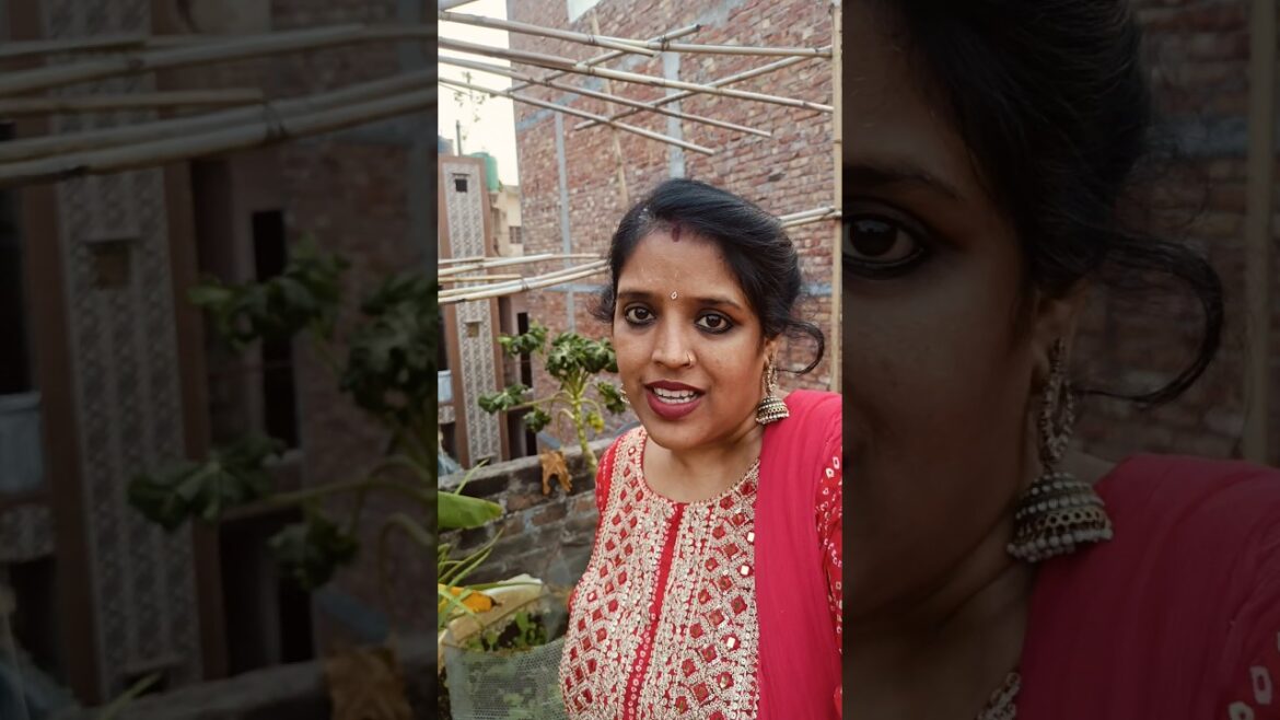 Choti Diwali par Garden tourЁЯдЧЁЯкФ #vlogs #gardening #terracegardenindia #minivlog #viral #vlog #vlogger Choti Diwali par Garden tourЁЯдЧЁЯкФ #vlogs #gardening #terracegardenindia #minivlog #viral #vlog #vlogger