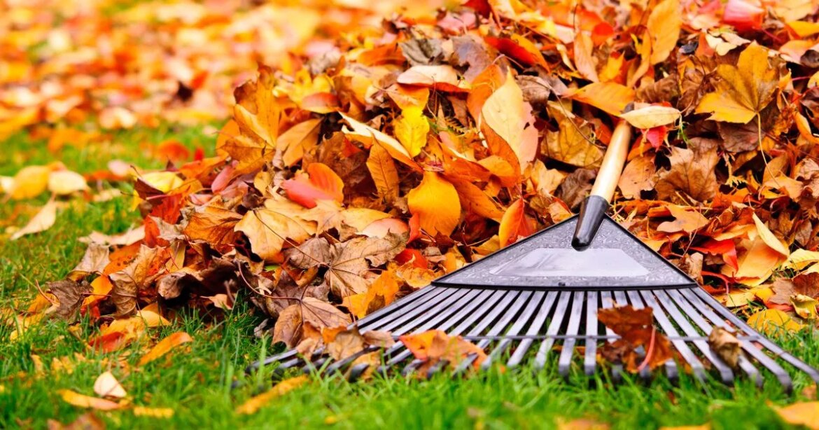 Gardeners urged to cut back one popular flower in October ‘before it’s too late’ Devon Live