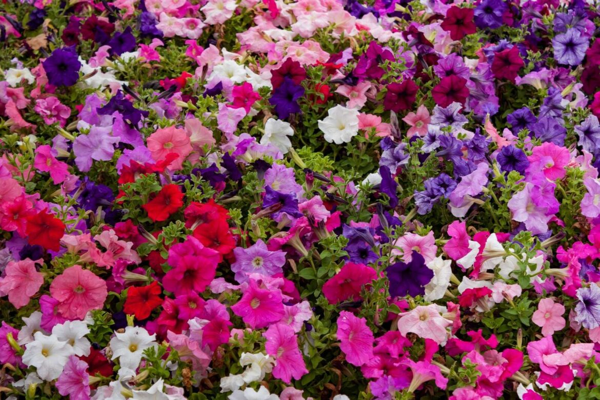 Berrigan blooms with garden competition excitement Berrigan blooms with garden competition excitement