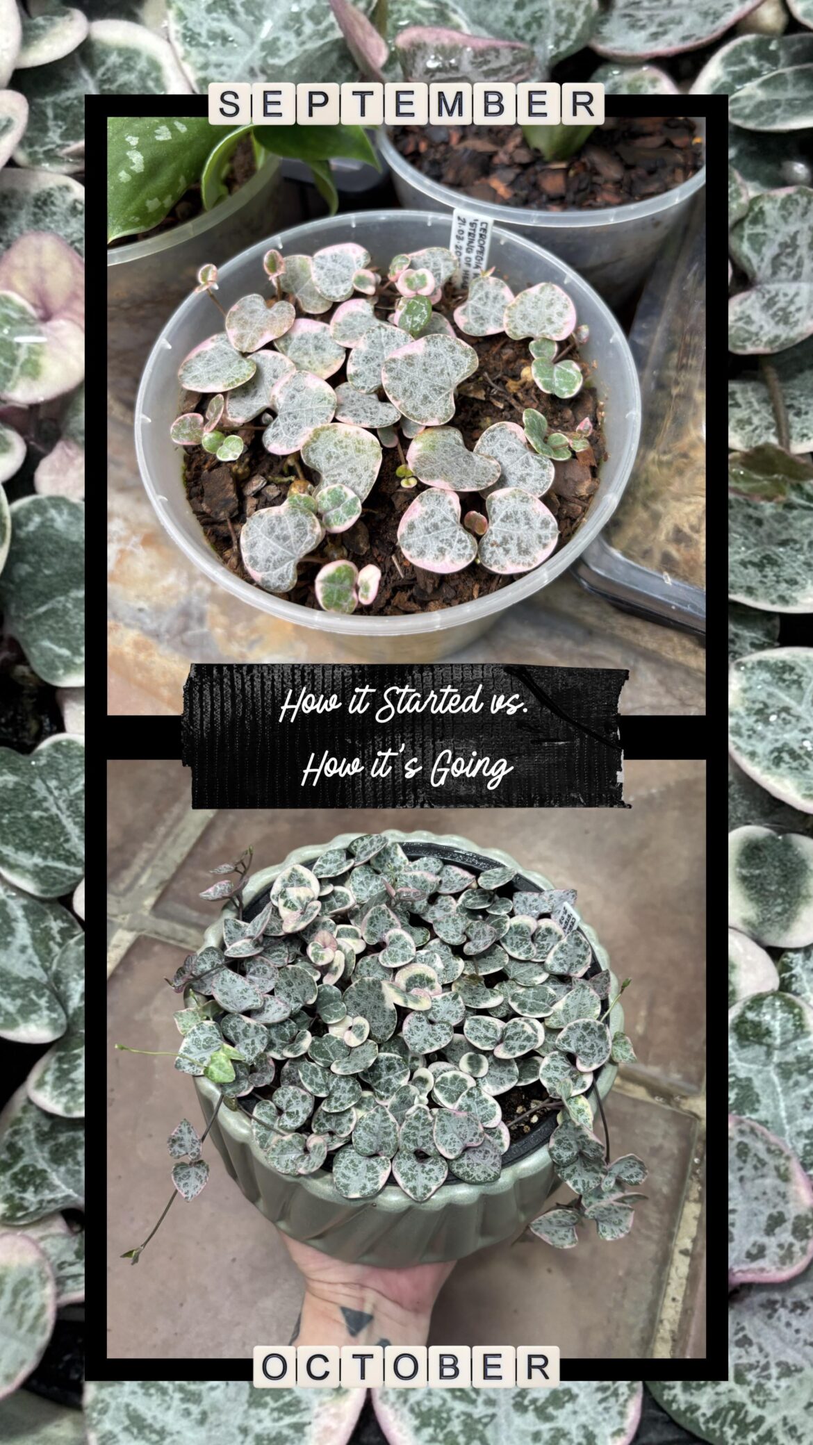 Variegated SoH 2 months of crazy growth